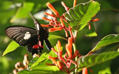 Parides sp.