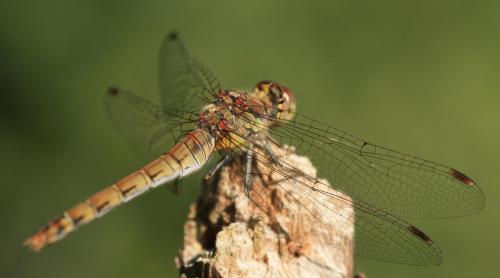 Sympetrum striolatum