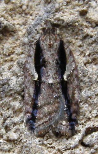Réf. 52 830 : Acleris umbrana
