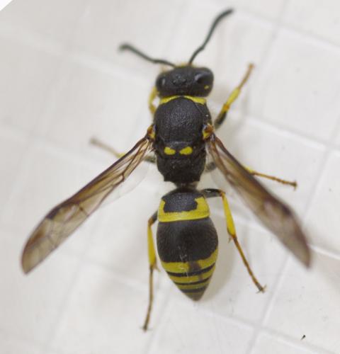 Ancistrocerus nigricornis
