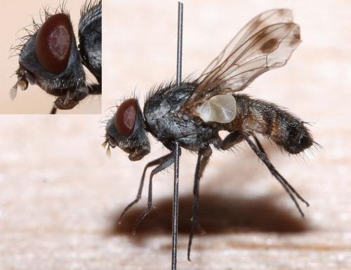 Phylloteles pictipennis