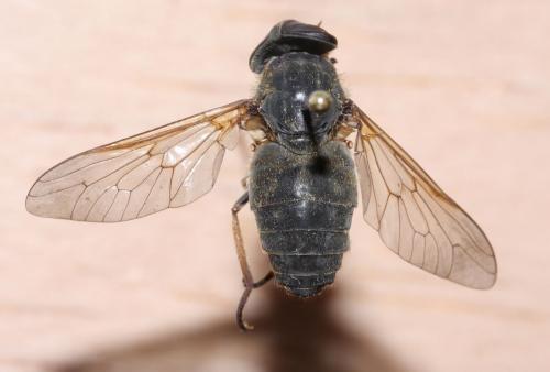Réf. 52 846 : Tabanus promesogaeus