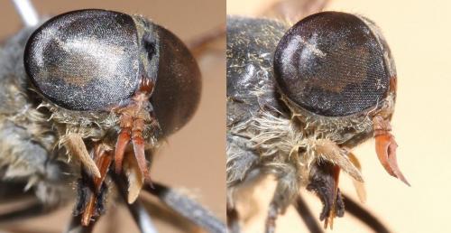 Réf. 52 848 : Tabanus promesogaeus