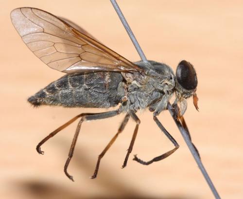 Réf. 52 847 : Tabanus promesogaeus
