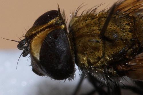 Clytiomya sola