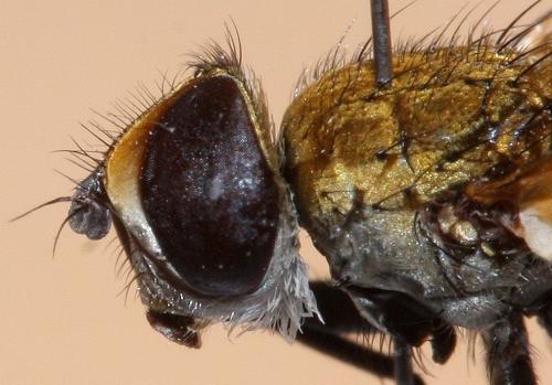 Clytiomya sola