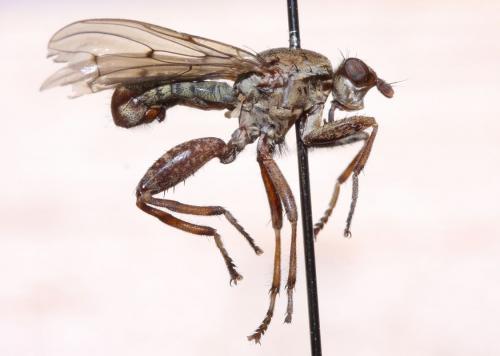 Réf. 52 560 : Salticella fasciata