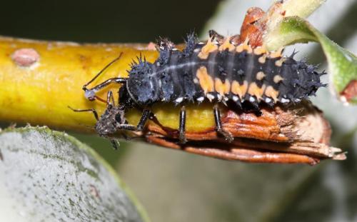 Harmonia axyridis