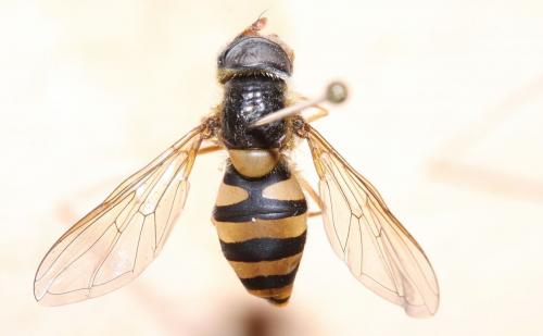 Epistrophe nitidicollis