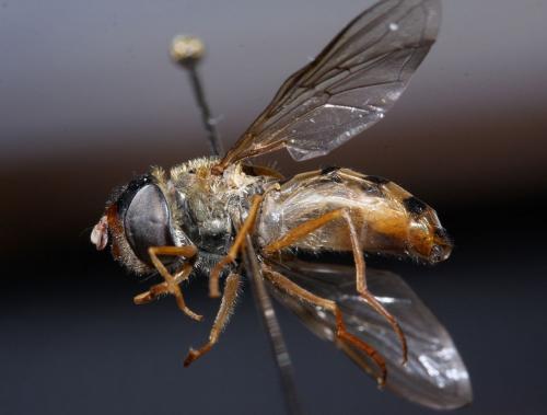 Epistrophe nitidicollis