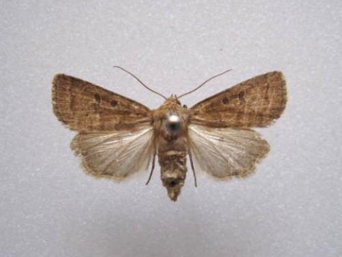 Réf. 52 598 : Hoplodrina octogenaria