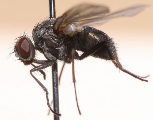 Hebecnema fumosa