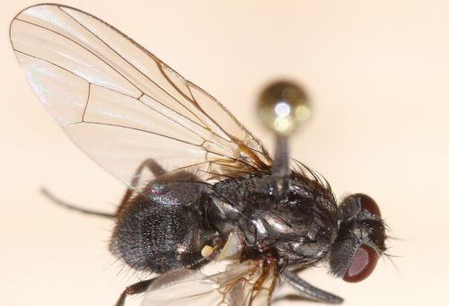 Hebecnema fumosa