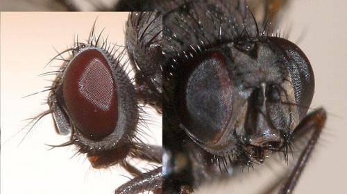 Hebecnema fumosa