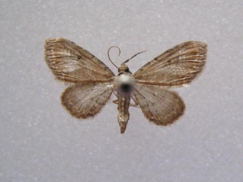 Eupithecia simpliciata