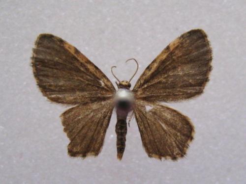 Réf. 52 493 : Euchoeca nebulata