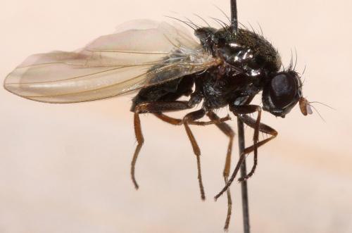 Calliopum sp.