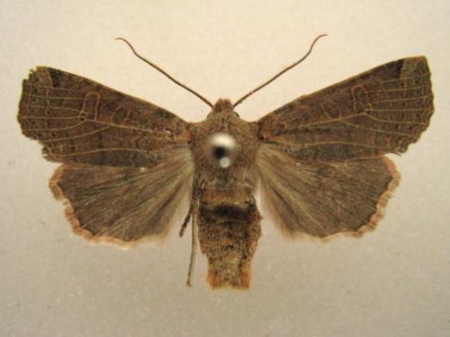 Conistra sp.