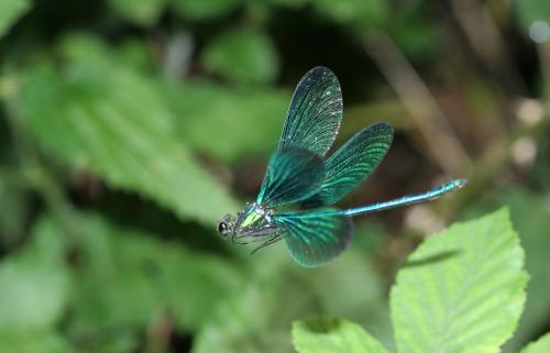Calopteryx virgo