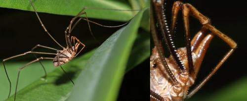 Phalangium opilio