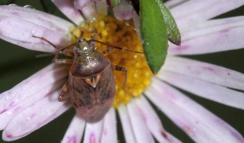 Réf. 52 479 : Lygus rugulipennis