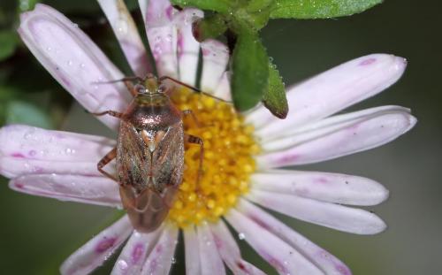 Réf. 52 452 : Lygus rugulipennis