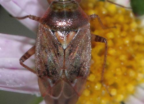 Réf. 52 478 : Lygus rugulipennis