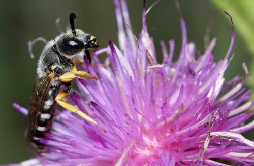 Halictus scabiosae