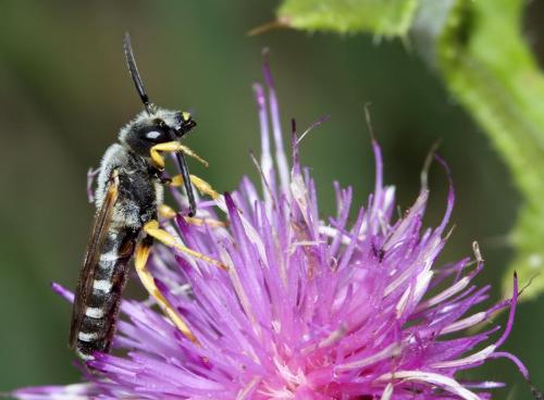 Halictus scabiosae