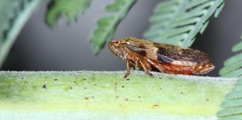 Aphrophora alni