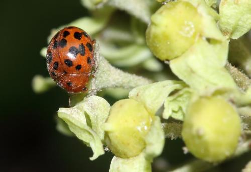 Réf. 52 505 : Subcoccinella vigintiquatuorpunctata