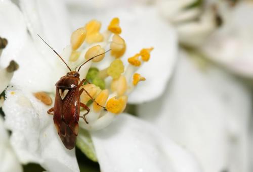 Lygus sp.