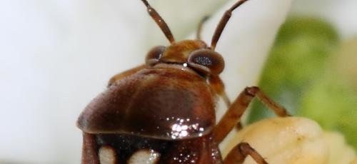 Lygus sp.