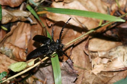 Prionus coriarius