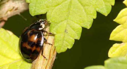 Harmonia axyridis