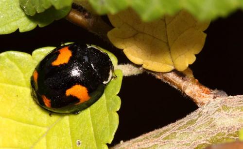 Harmonia axyridis