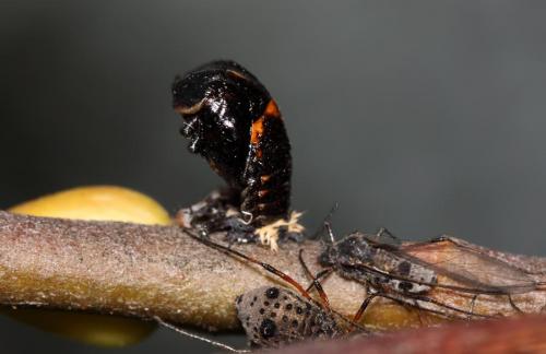 Harmonia axyridis