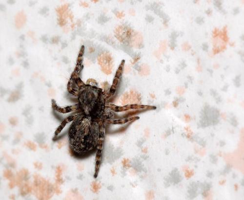 Pseudeuophrys sp.