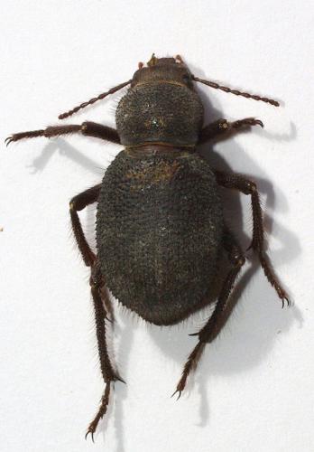 Réf. 52 017 : Trachyderma philistina