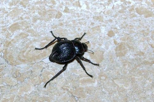 Nyctelia multicristata