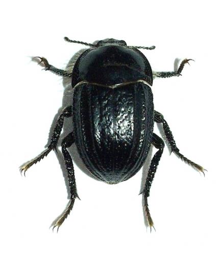 Réf. 52 974 : Praocis chilensis