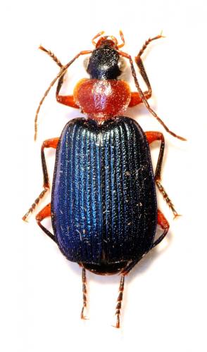 Lebia pubipennis