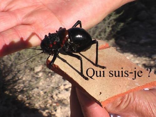 Réf. 52 959 : Eugaster guyoni
