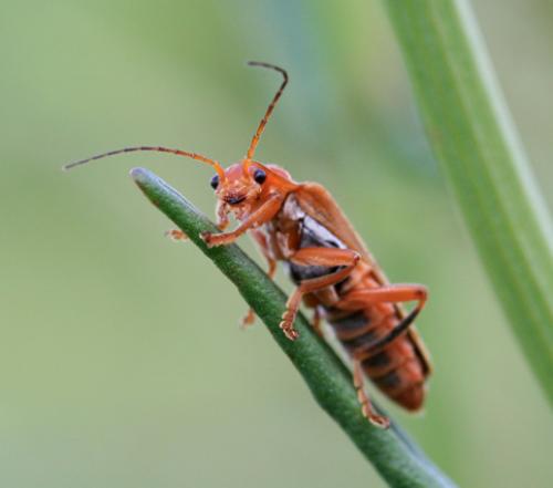 Réf. 52 522 : Cantharis livida