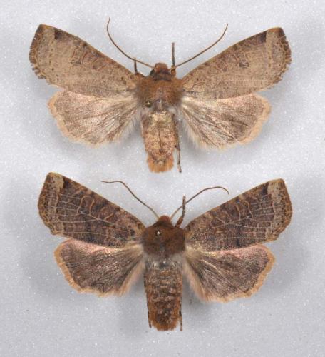 Conistra sp.