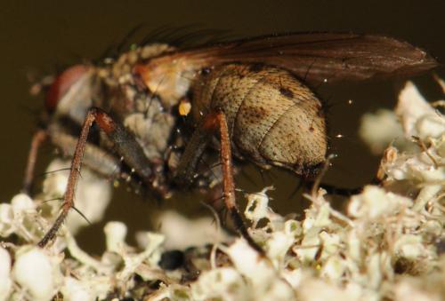 Coenosia tigrina