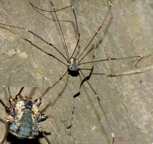 Réf. 52 855 : Leiobunum sp-a