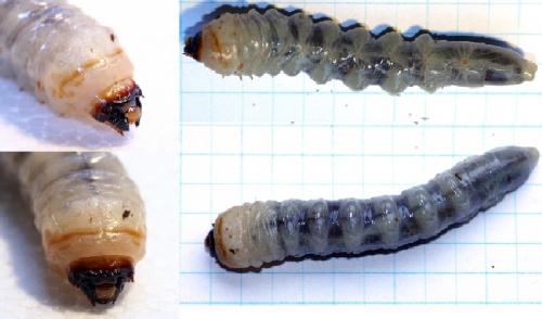 Réf. 52 337 : Prionus sp.