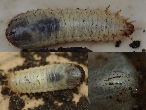 Cetonia aurata aurata