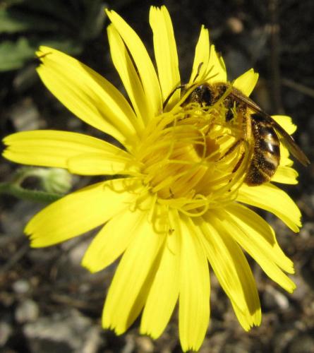 Lasioglossum sp.